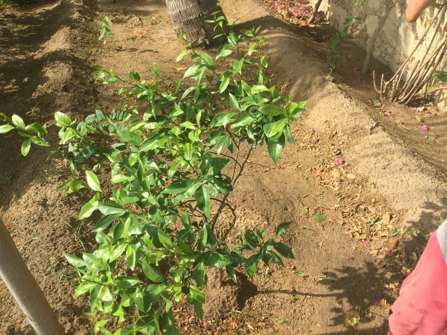 orange tree - mosambi variety